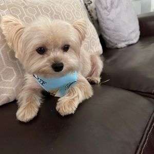 Meet your Posher, Gilbert